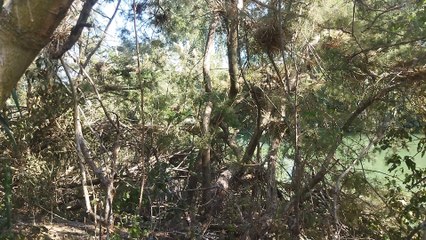 Great scene birds and you will fight