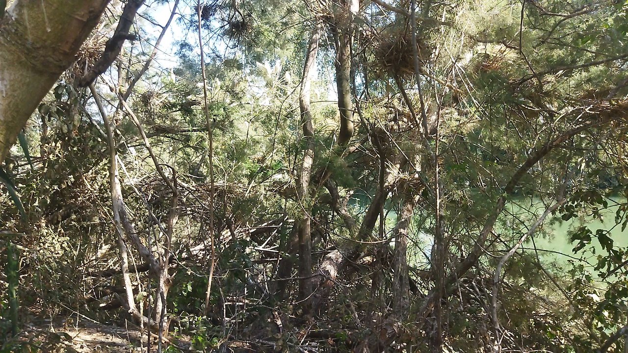 Great scene birds and you will fight