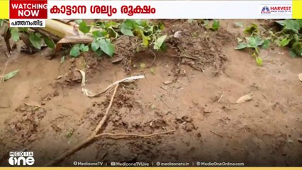 പത്തനംതിട്ട കോന്നി അരുവാപ്പുലത്ത് കാട്ടാന ശല്യം രൂക്ഷമാകുന്നു...