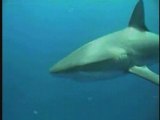 Tuffandosi tra gli squali
