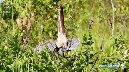 Rufuscent Tiger Heron - Rare Bird Species - Nature Explorers - Nature Conservancy