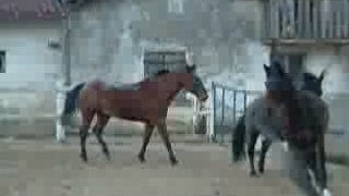 chevaux galopant (++Knajda)