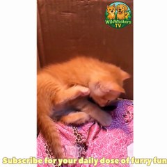 Cute Cats, Dogs & Birds Sleeping Together 😴❤️ | Relaxing & Adorable Animal Moments