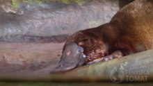 FAKTA UNIK PLATYPUS: Hewan Gabungan seperti  Bebek dan Berang-berang yang Nyata Ada!