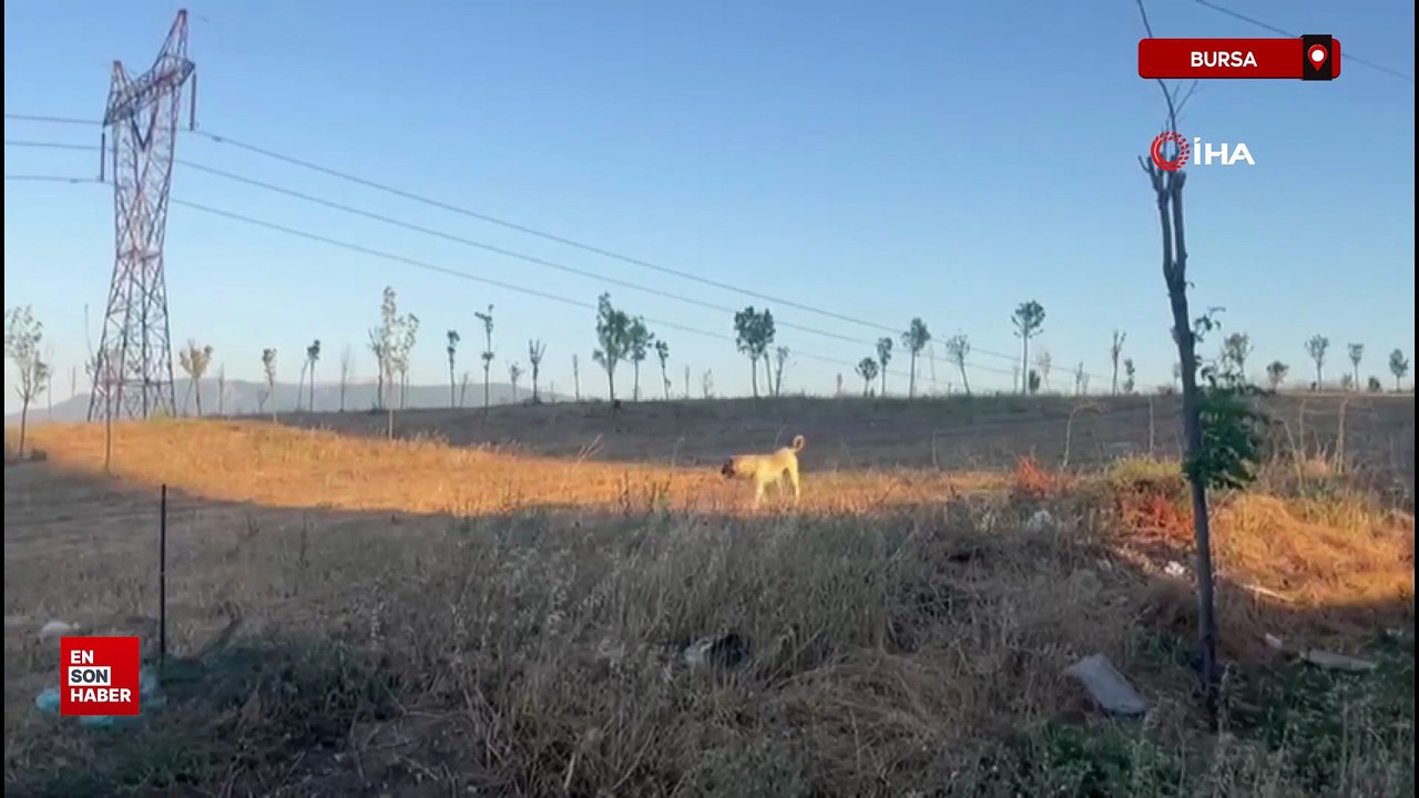 Bursa'da işe giderken sokak köpekleri saldırdı genç kadın canını zor kurtardı