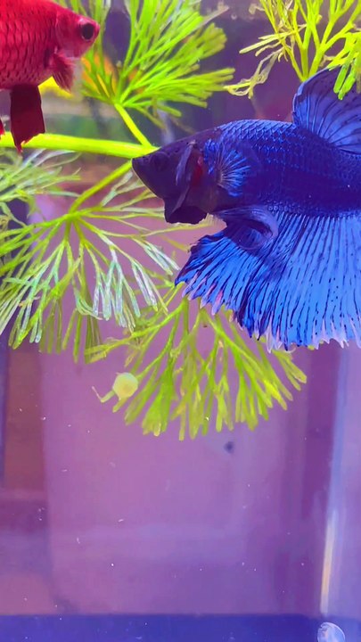 Pets Life #petslife #Viral #Funny #beauty