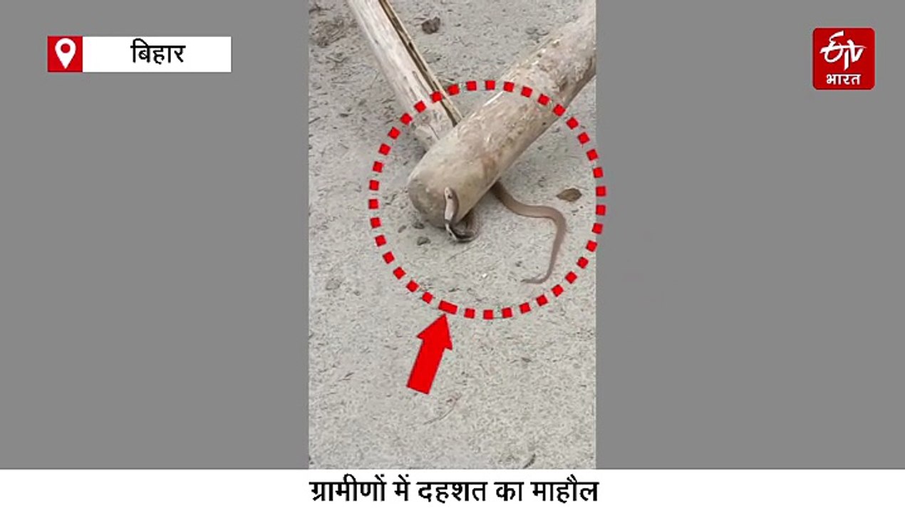 बिहार में एक-दो नहीं एक साथ निकले 60 से अधिक कोबरा सांप, घर बना 'नागलोक'