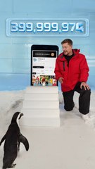 Can I Teach a Penguin To Subscribe | Mr beast |