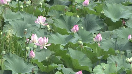 무더위 속 '연꽃' 만발...전주 덕진공원, 시민 북적 / YTN