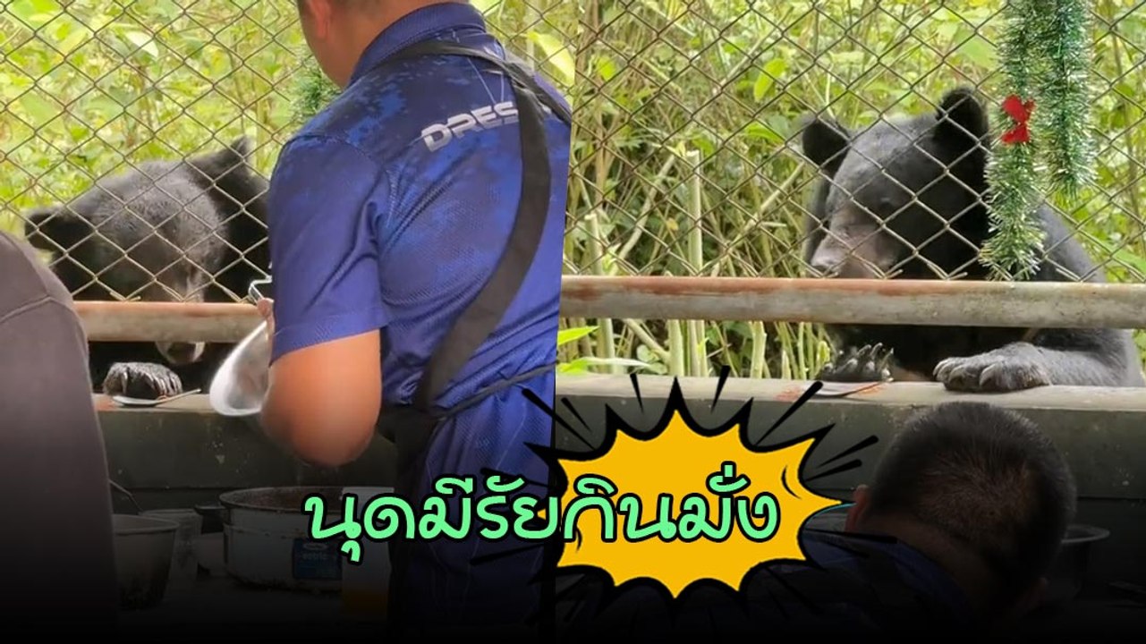 หมีควายเขาใหญ่โผล่มาร้านก๋วยเตี๋ยว นุดมีไรกินไหม ขอ 2 นะ พาลูกมาด้วย