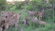 1 Leopard VS 10 Lions – The Brutal Fight for Survival