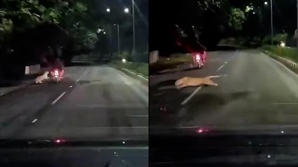 Leopard Scare in Tirupati: Midnight Attack Near Zoo Park, Biker Narrowly Escape