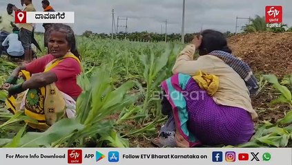 ಸರ್ಕಾರಿ ಜಾಗದಲ್ಲಿ ಬೆಳೆದ ಬೆಳೆ ತೆರವು: ಅಧಿಕಾರಿಗಳ ವಿರುದ್ಧ ರೈತರ ಆಕ್ರೋಶ