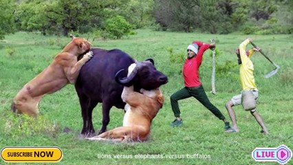 "Wild Wonders: The World's Most Dangerous Animals"