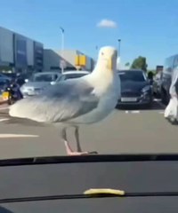 Bird seagull broke glass to get chips