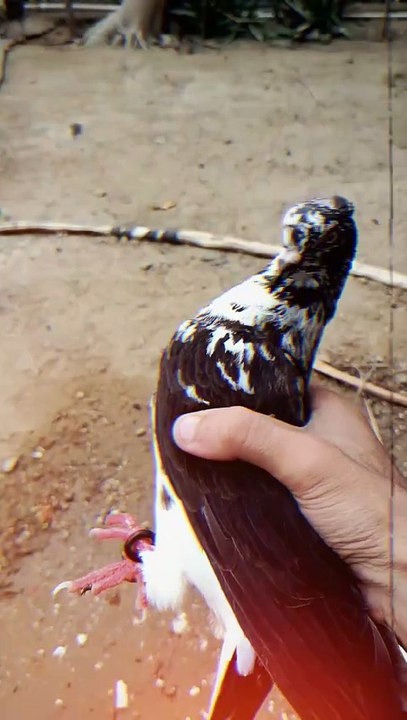 Beautiful pigeon