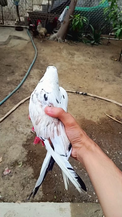 Beautiful pigeon