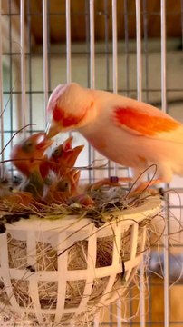 Canary Bird with Chicks _ Mosaic _ Aviary Birds