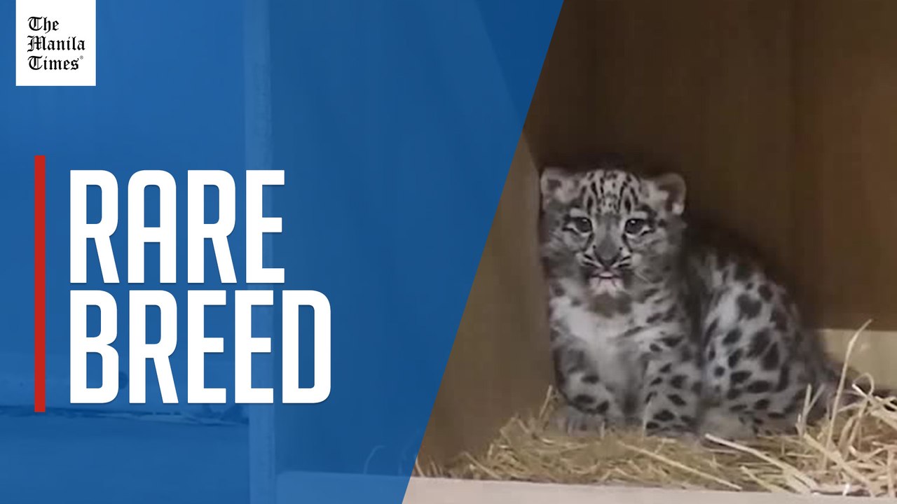 UK's Chester Zoo welcomes first snow leopard birth