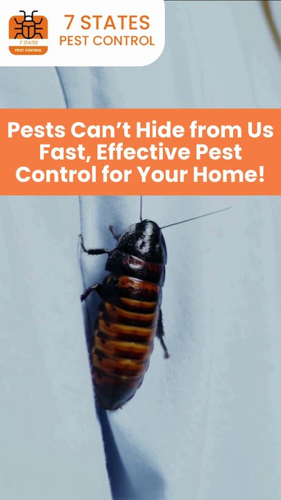 Top-Rated Pest Control in Melbourne – Safe, Fast & Affordable