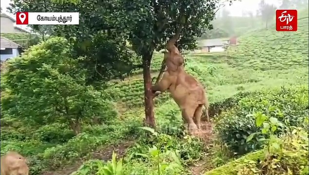 மரம் ஏறி பலாப்பழம் பறிக்கும் யானை - வைரலாகும் வீடியோ!