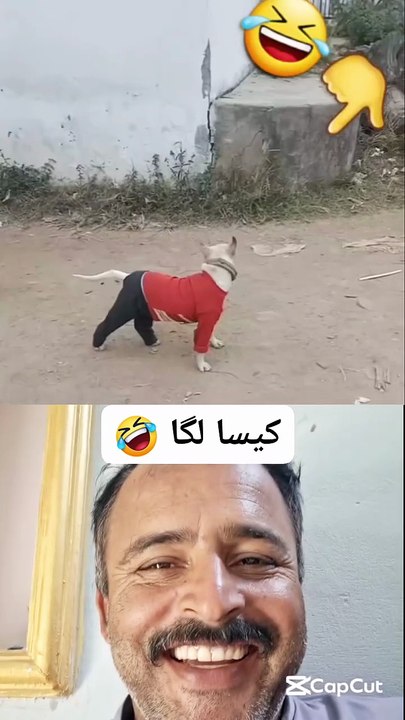 Dog funny dreses