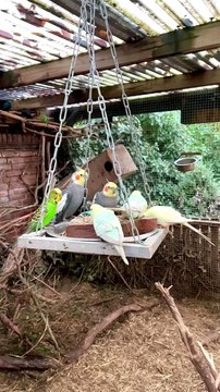 Cockatoo_ budgies and cockatiels _bird _birds _aviary