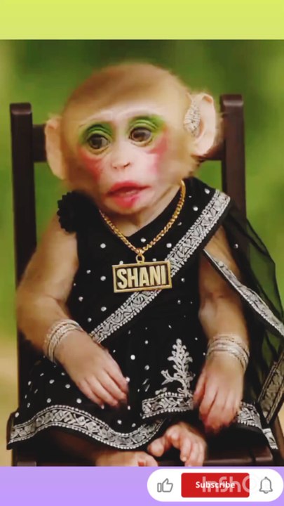 Monkey looking for Shani.😂