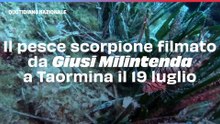 Il pesce scorpione filmato da Giusi Milintenda a Taormina il 19 luglio