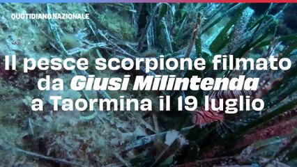 Il pesce scorpione filmato da Giusi Milintenda a Taormina il 19 luglio