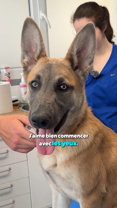 Sais-tu ce que regarde ton vétérinaire quand il reçoit ton chien ? 🐕