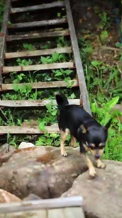 Os animais mais fofos do mundo  n•89