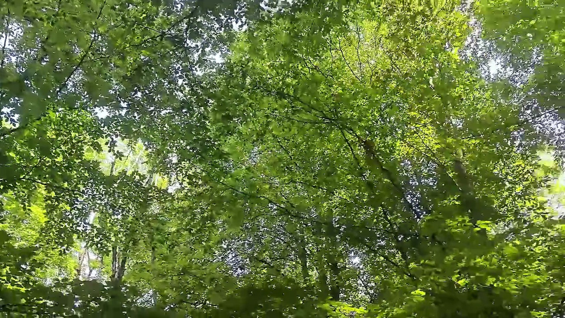 ⁣Forest Walk — Relaxing Nature Sounds, Birds Singing, Virtual Walking Video