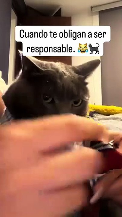 Ni modo las responsabilidades muchito 😽