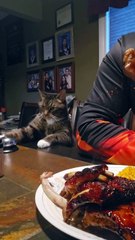 Que lindo gatito 🤩😺