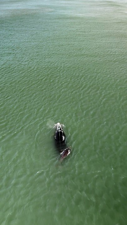 Baleia-franca presa em rede de pesca é flagrada...