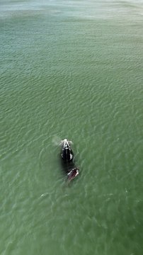 Baleia-franca presa em rede de pesca é flagrada em praia de Florianópolis