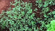 How to harvest purslane?