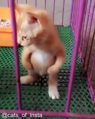 Chats Qui Font des Blagues_1749467548