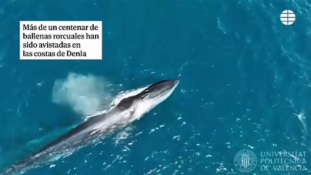 Avistan más de un centenar de ballenas rorcuales en las costas de Denia (Alicante)