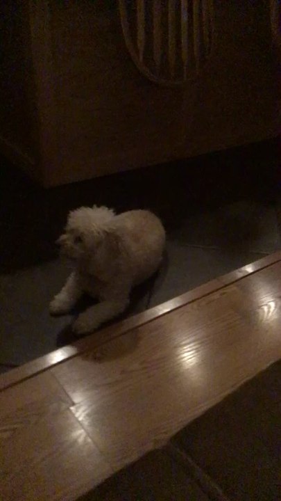 My dog