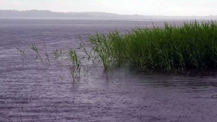 Écouter la Pluie en 4K | Sons Naturels Anti-Stress et Repos - Stop Stress