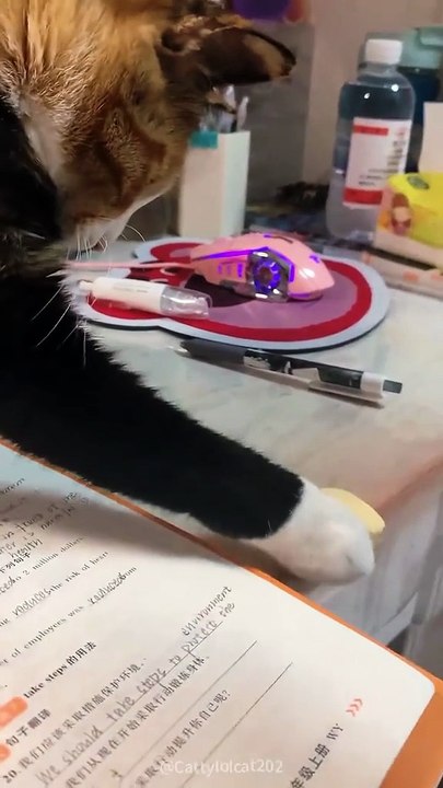 Gatos locos