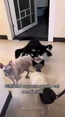 Cat’s reaction after opening the door 🥰😂 #cats #cat #funny #funnycatvideos #pe