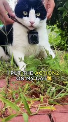 Cats Caught in Action 🐈 DJI Action 2 🎬 Video by DouShaBao #cat