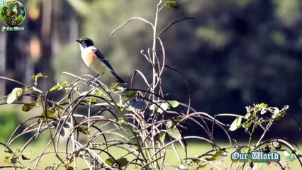 Stunning Bird Siberian Stonechat 02 - Rare Bird species