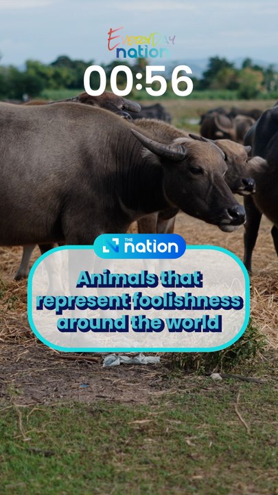 Animals that represent foolishness around the world