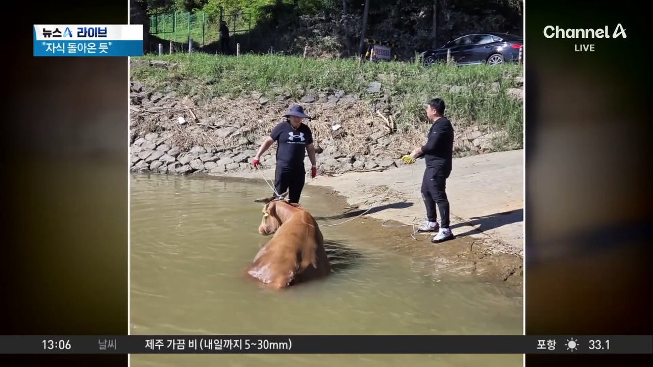 호우에 실종된 산청 소, 진주서 일주일 만에 발견