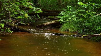 Forêt Vivante 4K | Ruisseau et Sons d’Oiseaux pour Se Ressourcer - Stop Stress