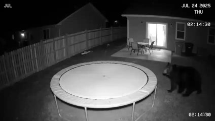 cctv photage of bear😳